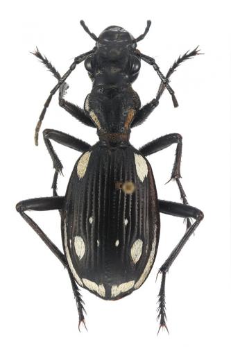 Réf. 212 280 : Anthia sexmaculata